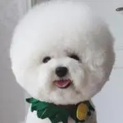 Miya