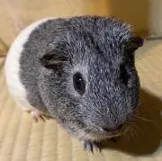 ぴみの画像
