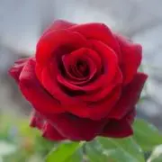 Roseの画像