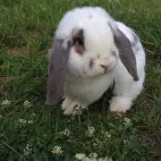 ふーちゃん