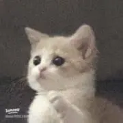 Sの画像