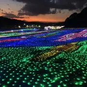 ラベンダー