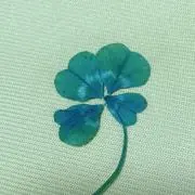 Shi-So☆の画像
