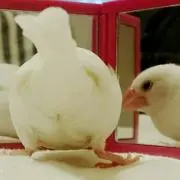 miwの画像