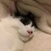 りさ