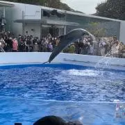 ぼたん