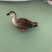 カモかもの画像