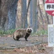 nagaちゃん