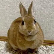 はなの画像