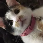 小梅