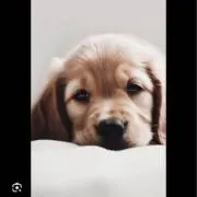 りんの画像