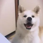 らんまるこの画像