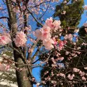 なみかん