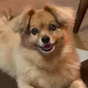 プーさんの画像
