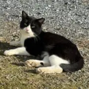 ANの画像