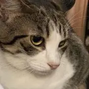 pocoru