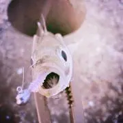 お魚天国の画像