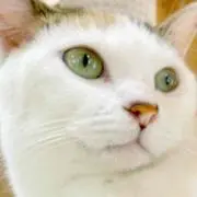 発送現在できません