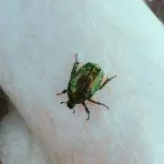 チュンチュン