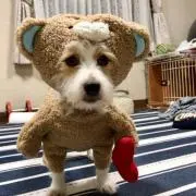 ぶりの画像