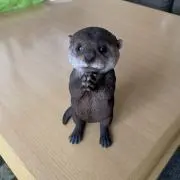 ゆーりんちーの画像