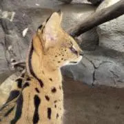 ディル ※プロフ一読願いますの画像