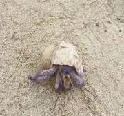 はるぼう