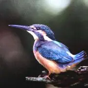 ナラトの画像
