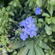 チェックメイト 韓国 BL 証明写真 - メルカリ