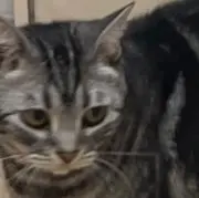 Hの画像