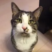 青蓮の画像