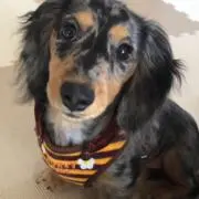 choco2の画像