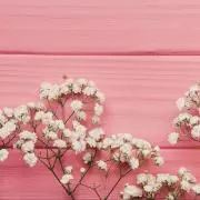 もなの画像