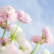 FlowerMilktea