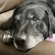 TT