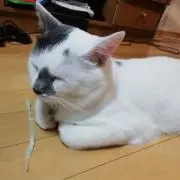 オヤジ