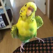 せつむ