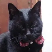 くろねこみみちゃん
