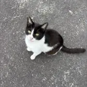 ねこの画像