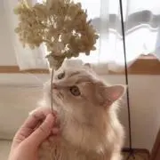 ひすいの画像