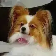 Papillon♀の画像