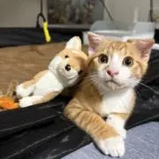 はるの画像