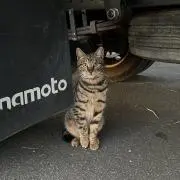 リュ