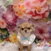 mint¨̮⑅* 値引き相談応じますの画像