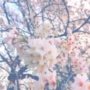 おさかな