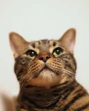 カラスノエンドウの画像