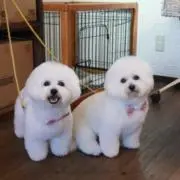 ぽんの画像