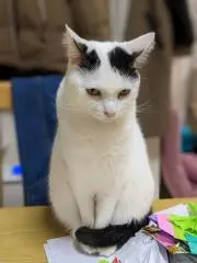 いのすけの画像