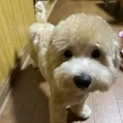 みつまめ