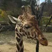 *⑅giraffeの画像